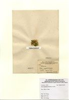 藏品(牡丹菜)的圖片